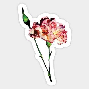 Carnations - Pink and White Carnation with Bud Sticker